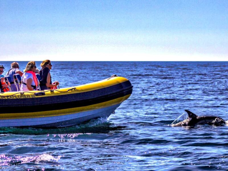 Passeios de barco com observação de golfinhos na Praia da Rocha Portimão